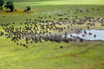 Buffalo herd from the air, Moremi Game Reserve, Botswana