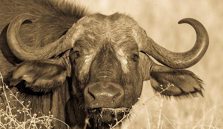 Buffalo bull staring agressively, Kruger National Park