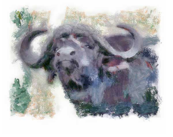 Buffalo bull staring agressively in impressionist style