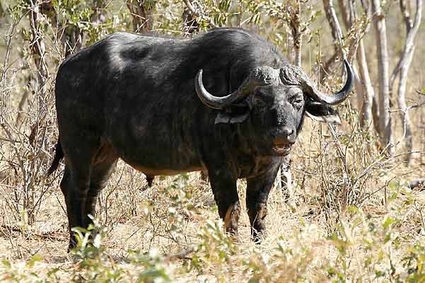 Buffalo Bull standing in thick bush, Chobe National Park, Botswana