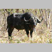 Buffalo bull