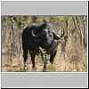 buffalo bull