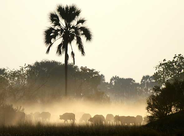 buffalo herd