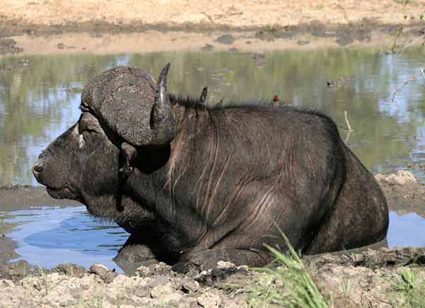 Buffalo Bull cooling off in waterhole