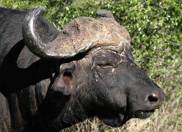 Buffalo bull close up, side view, Sabi Sands, South Africa