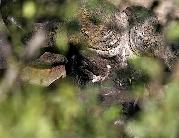 Buffalo Bull close-up in thick vegetation