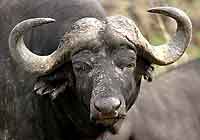 Buffalo Bull close-up, Elephant Plains, South Africa