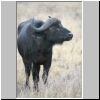 Young buffalo bull, Kruger National Park, South Africa