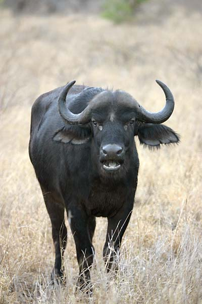 Buffalo in the grass