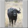 Buffalo standing in grass