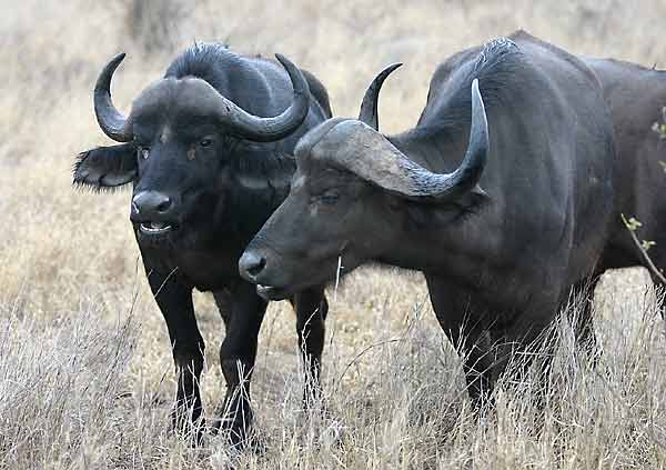 Young buffalo bulls in a bachelor group, Kruger National Park, South Africa