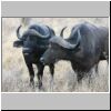 Young buffalo bulls, part of a bachelor group, Kruger National Park, South Africa
