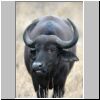 Young buffalo bull, Kruger National Park, South Africa