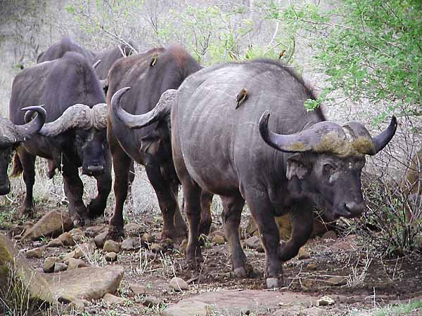 Buffalo bulls on the move