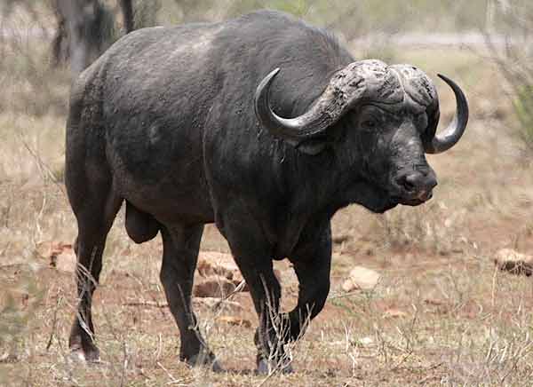 Buffalo bull walking towards waterhole, Kruger Park, South Africa