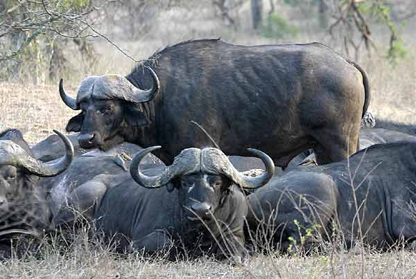 Group of mature buffalo bulls, Kruger National Park, South Africa