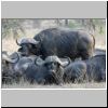Group of mature buffalo bulls, Kruger National Park, South Africa