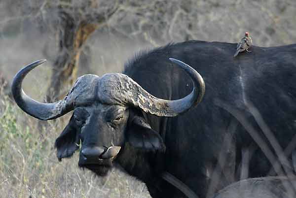 Buffalo Bull with Oxpecker