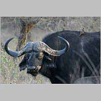 Buffalo bull