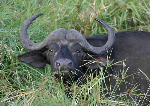 Buffalo standing in tall grass