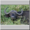 Close-up of buffalo standing in long grass,  Kruger National Park, South Africa