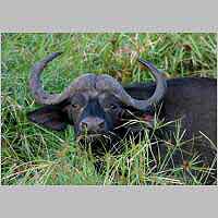 Buffalo close-up