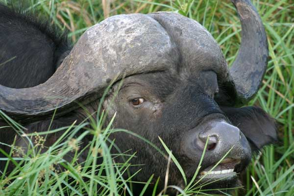 Buffalo Bull, head view