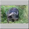 Buffalo in long grass