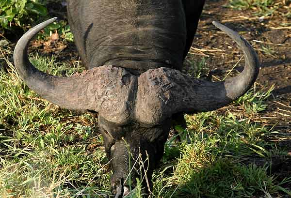 Close-up of buffalo head and horns, Kruger National Park, South Africa