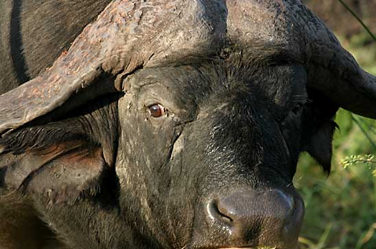 Buffalo Bull