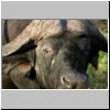 Close-up of buffalo bulls's head,  Kruger National Park, South Africa