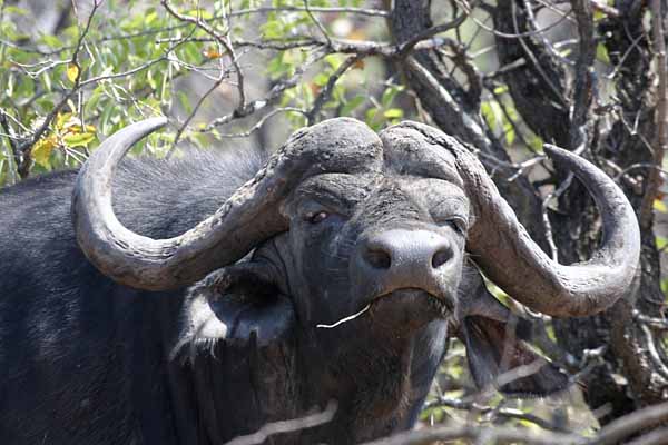 buffalo bull head shot