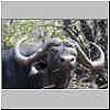 Buffalo bull head shot