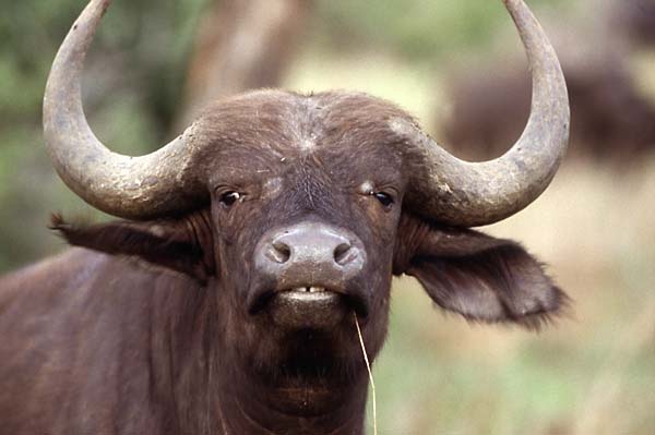 Young Buffalo close-up, Kruger National Park, South Africa