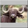 Buffalo close-up, kruger national park, south africa