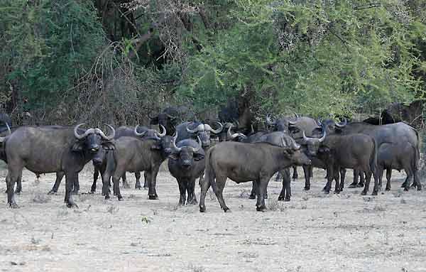 Buffalo herd, Lower Zambezi National Park, Zambia