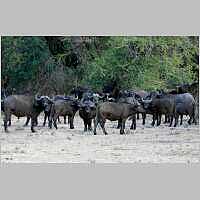 Buffalo herd