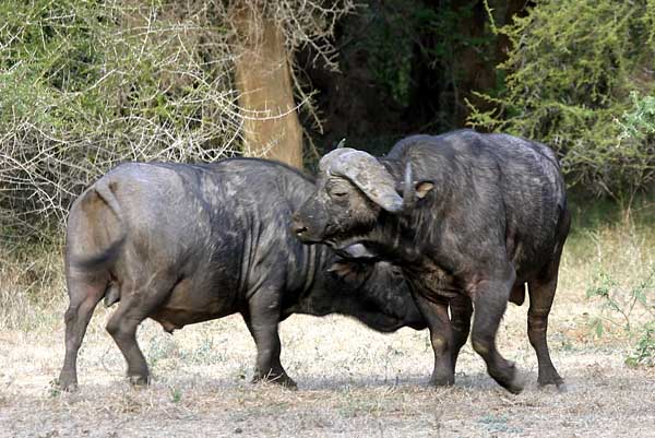 Buffalo bulls sparring