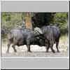 Buffalo bulls sparring