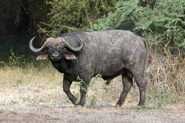 Buffalo bull