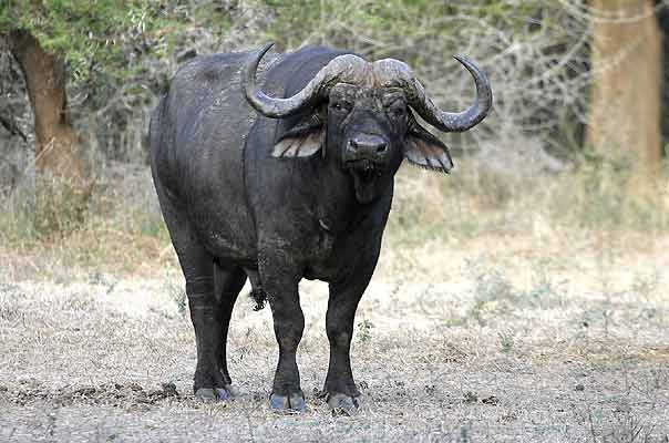 Buffalo bull, Lower Zambezi National Park, Zambia