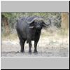 Buffalo bull, Lower Zambezi National Park, Zambia