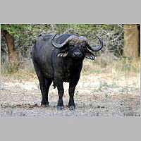 Buffalo bull