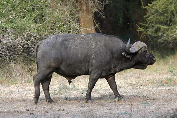 Buffalo bull, side on