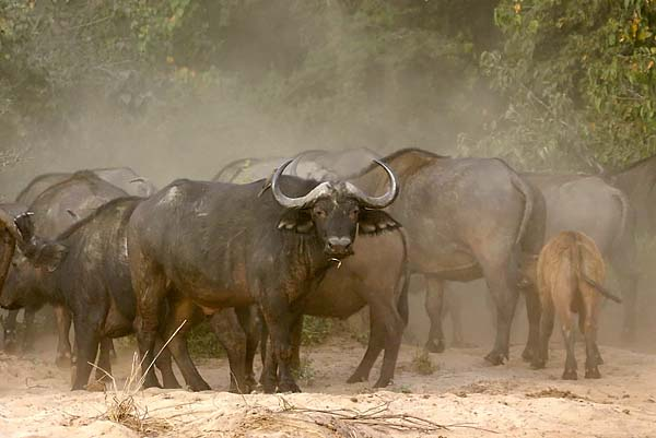 Buffalo herd