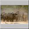 Buffalo in the dust