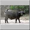 Young buffalo bull