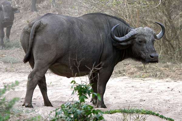 Buffalo bull