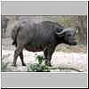 Buffalo bull 