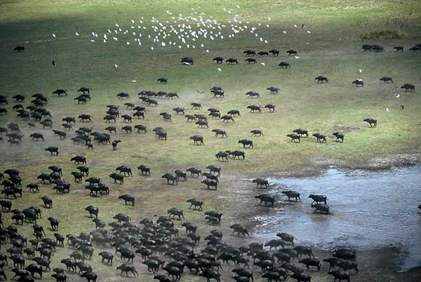 Buffalo herd, Moremi Game Reserve